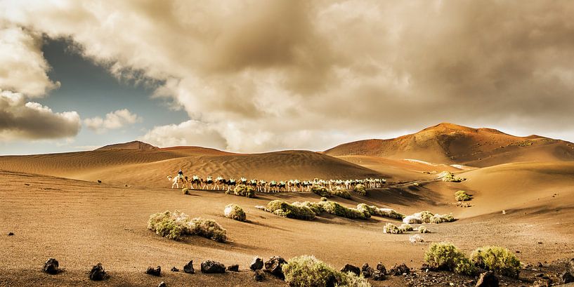 Timanfaya kamelen van Harrie Muis