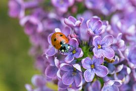 De reis van een lieveheersbeestje op paarse Seringen