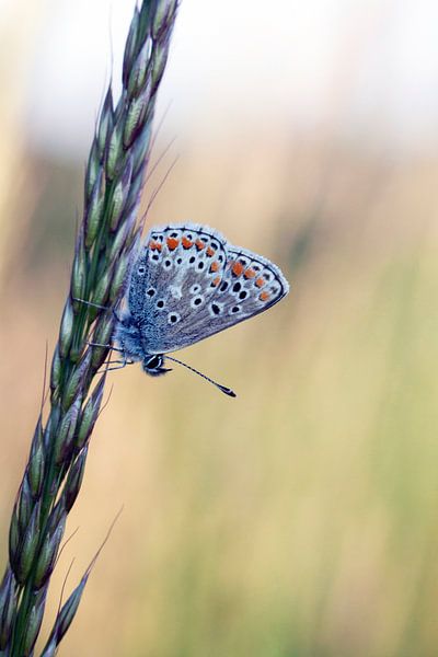 Scenic Foto von einem schönen kleinen Schmetterling von Maurice de vries