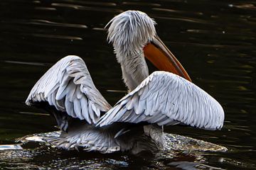 De gespreide vleugels van een pelikaan van Isabella Robbeson