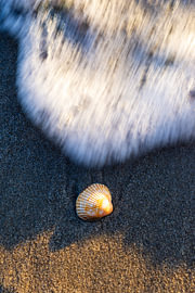 A maritime detail: a shell bathed in the soft morning light on the Baltic Sea coast by Nils Steiner