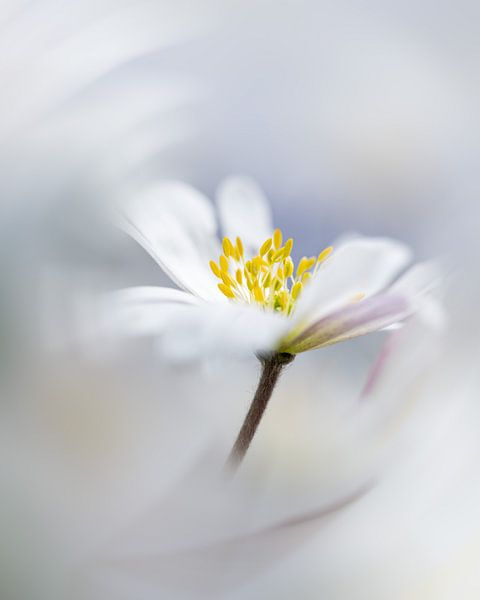 Bosanema von Liliane Jaspers