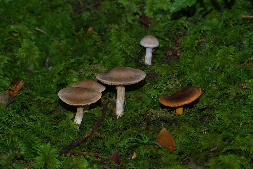 Pilze, von Daniel Dorst