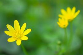 Scharbockskraut 4 von Jaap Tanis