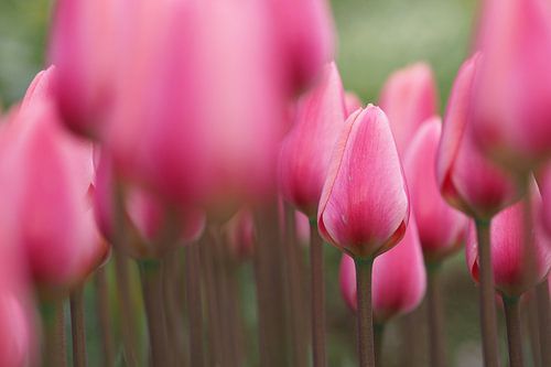 A field of pink tulips. 