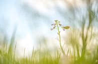 Orange tips on cuckoo flower by Moetwil en van Dijk - Fotografie thumbnail