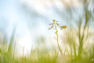 Oranjetipje op pinksterbloem van Moetwil en van Dijk - Fotografie