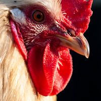 Rooster