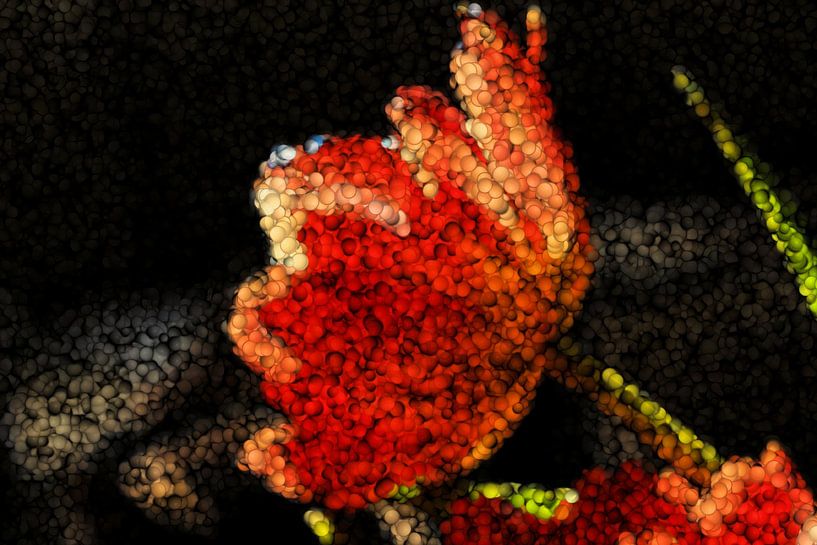Processing of a tulip by Carla van Zomeren