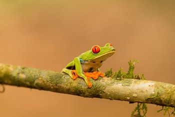 Grüner Frosch mit roten Augen.
