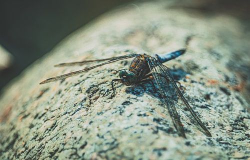 Dragon-Fly chillen op het strand