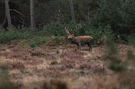A red deer on the Veluwe by Davey Bogaard