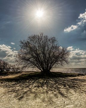 Baum am Rande des IJsselmeers in Gaasterland, Friesland von Harrie Muis