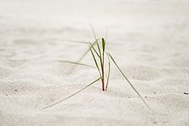 Beach grass in the sea breeze by Ralf Lehmann