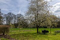 Spring in Salland