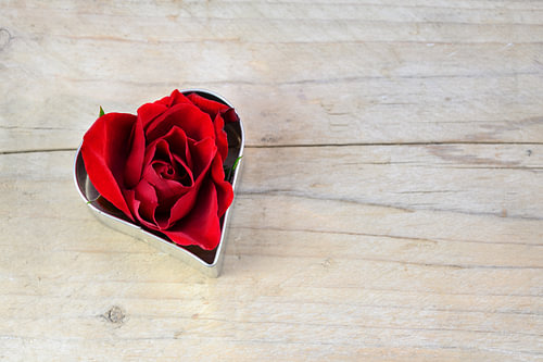 rote Rosenblüte in einer herzförmigen Keksform, Liebeskonzept für Valentinstag oder Muttertag auf ru