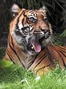Sumatraanse tijgers : Diergaarde Blijdorp van Loek Lobel thumbnail