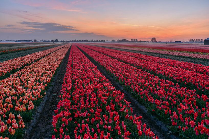 Tulip fields in the morning fog by Carla Matthee
