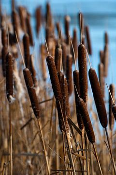 Reeds in the chill van Merijn Koster
