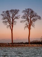 Bomen in winters landschap