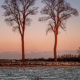 Bomen in winters landschap van Cynthia Bil