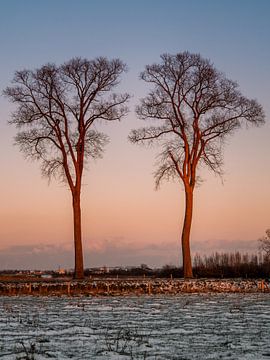 Bomen in winters landschap van Cynthia Bil