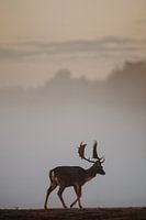 Deer in morning fog