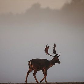 Hirsche im Morgennebel von Michiel de Bruin