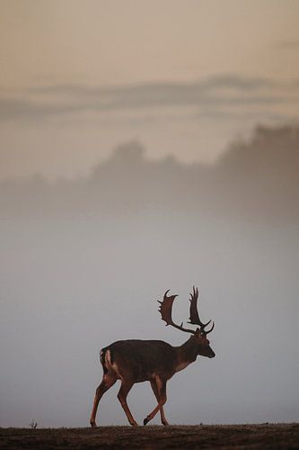 Cerf dans le brouillard du matin sur Michiel de Bruin