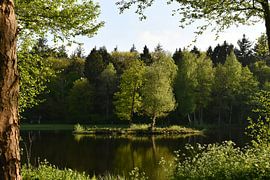 Island in lake in evening light