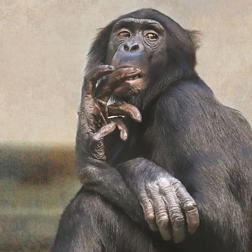 Monkey portrait by Heike Hultsch