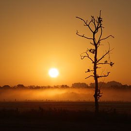 Here comes the Sun  sur Sandra Akkerman