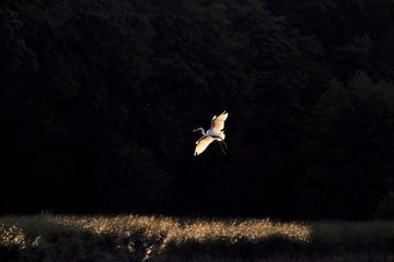 Prachtige grote witte zilverreiger in het avondlicht van Thomas Jäger