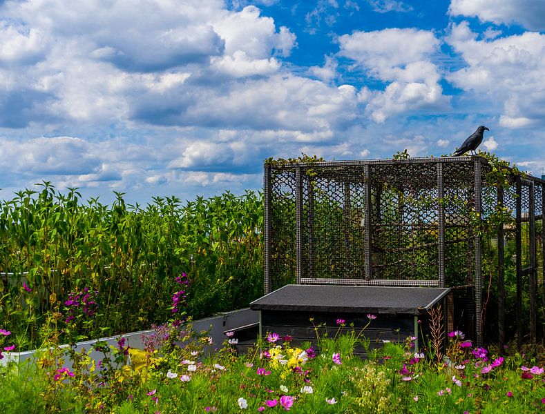 De DakAkker tuin in Rotterdam van Rob Baken