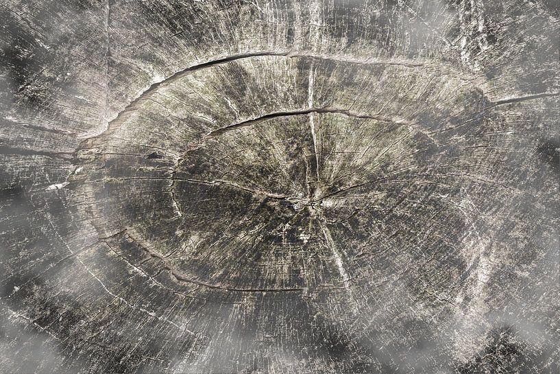 Pattern on tree trunk by Dieter Walther