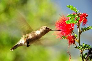 Colorful Kolibri sur Paul van Baardwijk