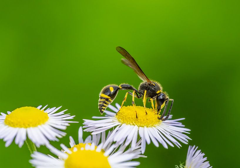 Töpferwespe auf einer Aster Blüte von ManfredFotos