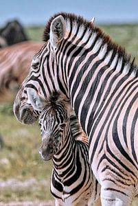 Jonge zebra met moeder, Etosha Nationaal Park, Namibië van W. Woyke