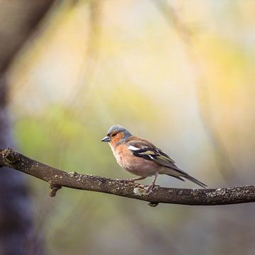 Buchfink mit schönem Hintergrund im Frühling von Tobias Luxberg