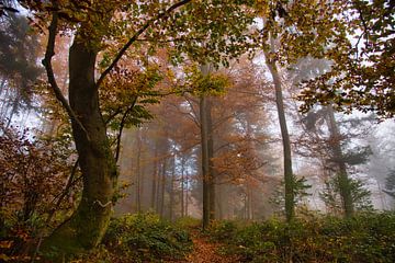 Mystical autumn forest in the Black Forest by Tanja Voigt