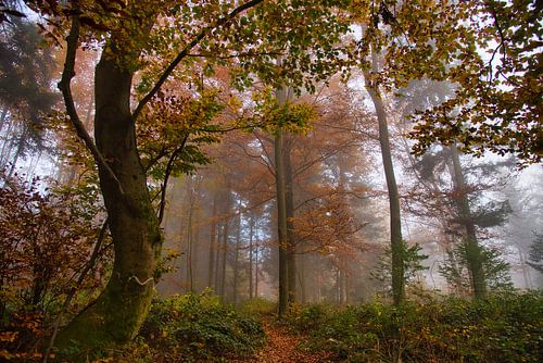 Mystischer Herbstwald im Schwarzwald von Tanja Voigt