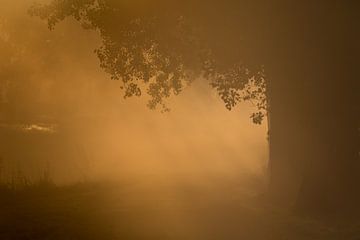 Première lumière du matin à travers le brouillard sur Marcel Kerkhof
