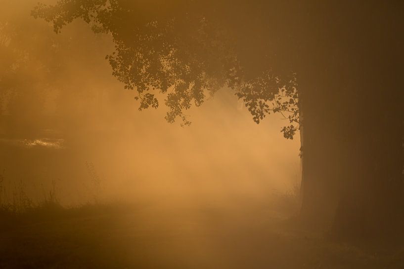 Eerste ochtend licht door de mist van Marcel Kerkhof