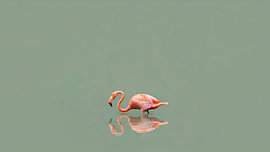 Reflexion – Flamingo in Saliegrün von Henk Egbertzen