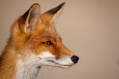 portrait of a fox