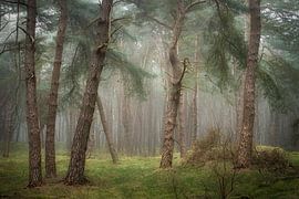 Les royaumes de la tranquillité sur Ellen Borggreve