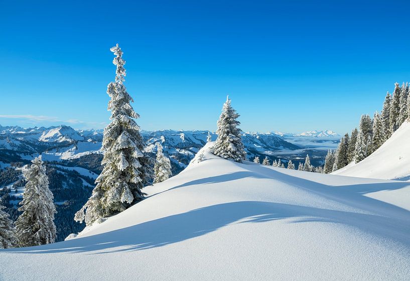 Trees and mountains on a sunny winter day by Andreas Föll