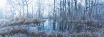 Winterrust in het alluviale bos - Panorama van Tobias Luxberg