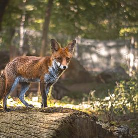 Attentive red fox by lichtfuchs.fotografie