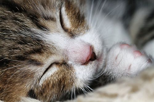 Close-up van slapende poes ( kopje ) van Kees Dorsman